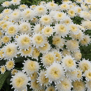Cluster of white and yellow chrysanthemums in bloom.